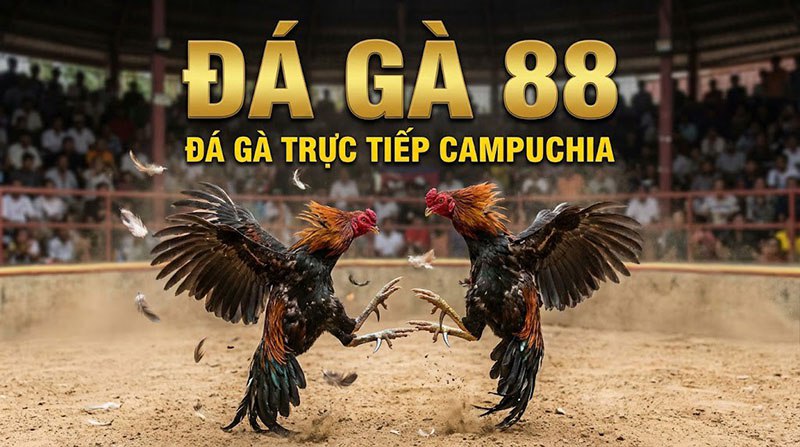 đá gà trực tiếp