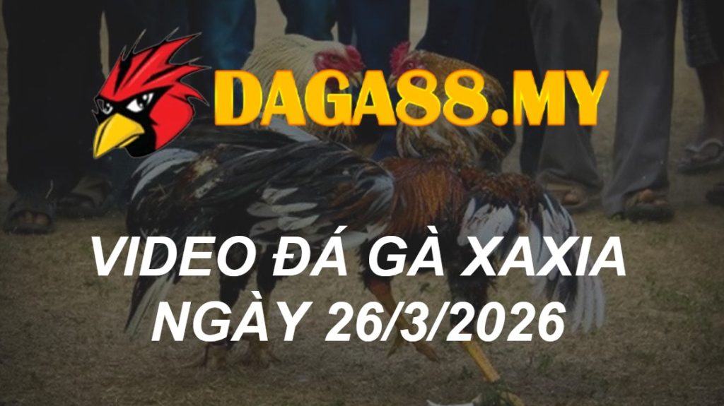 VIDEO GÀ XÀ XÍA NGÀY 26/3/2026